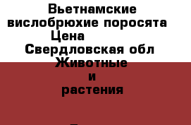 Вьетнамские вислобрюхие поросята › Цена ­ 3 500 - Свердловская обл. Животные и растения » Другие животные   